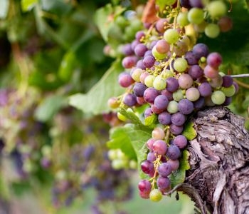 Le Cycle de la Vigne : Focus sur l'Aoûtement et la Véraison