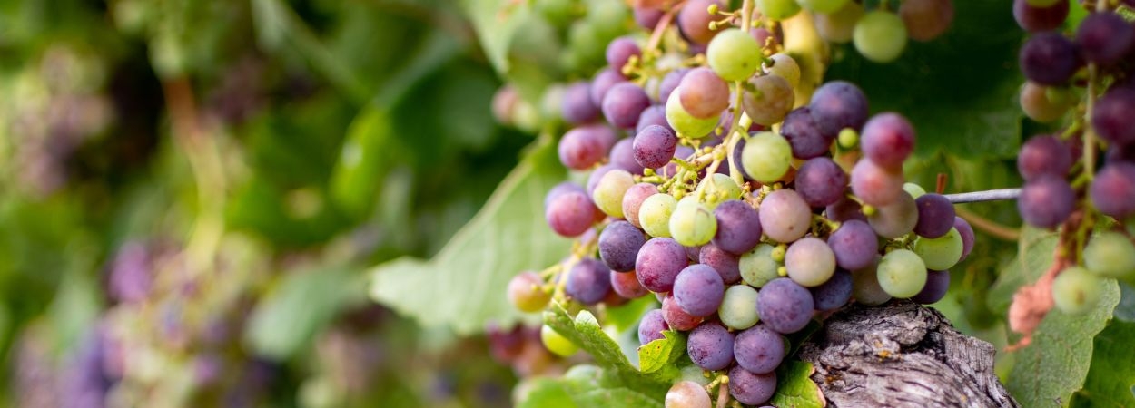 Le Cycle de la Vigne : Focus sur l'Aoûtement et la Véraison